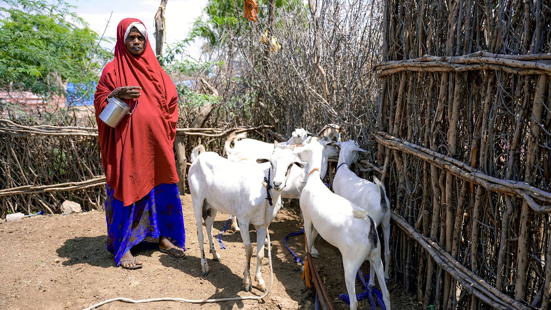 Madiino Sheeq Ahmadeey has a bustling husbandry business that allows her to sell fresh milk in Beledweyne District, Somalia.